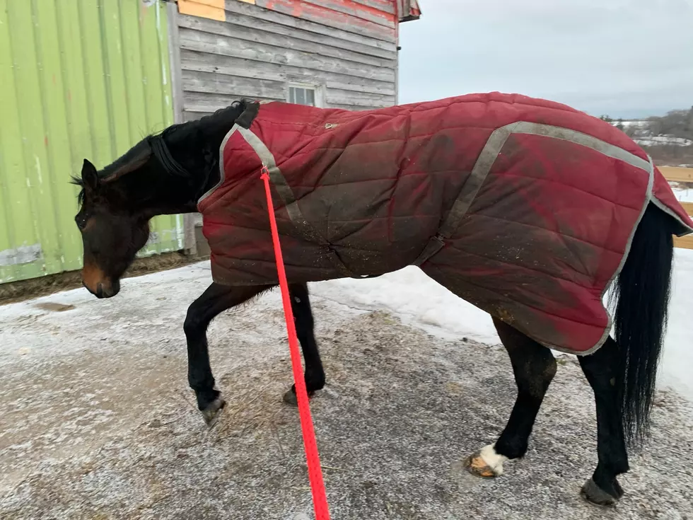 Sheriff’s Find Lost Horse on Canajoharie Old Town Road