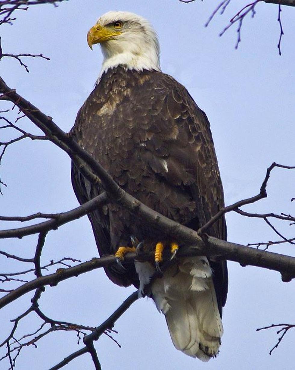 Bald Eagle Shot Dead in NY, Reward Sits at $5K