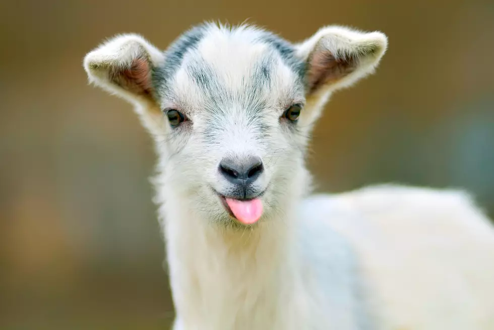 Stressed Out? Cuddle With A Goat At this Capital Region Farm