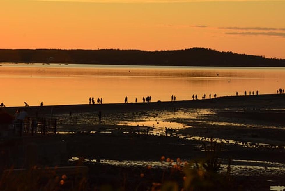 Popular Maine Beach Plagued by Millions of Mysterious Dead Bugs