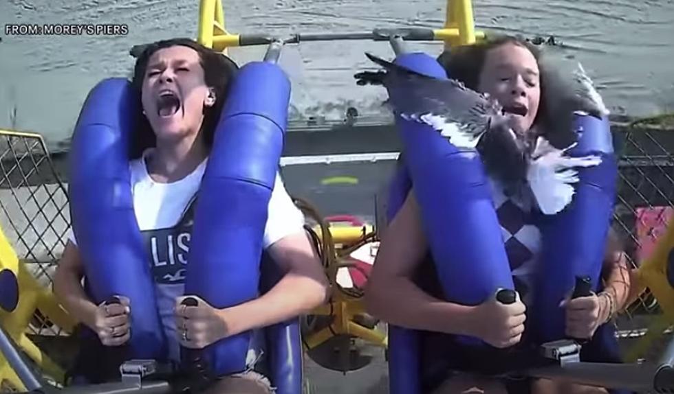 En-Gullfed: Girl Smacked in Face by Seagull on Wildwood, NJ Ride [VIDEO]
