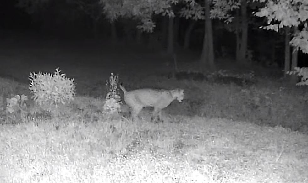 Selkirk Animal Caught on Trail Cam Too Big to be a Bobcat?
