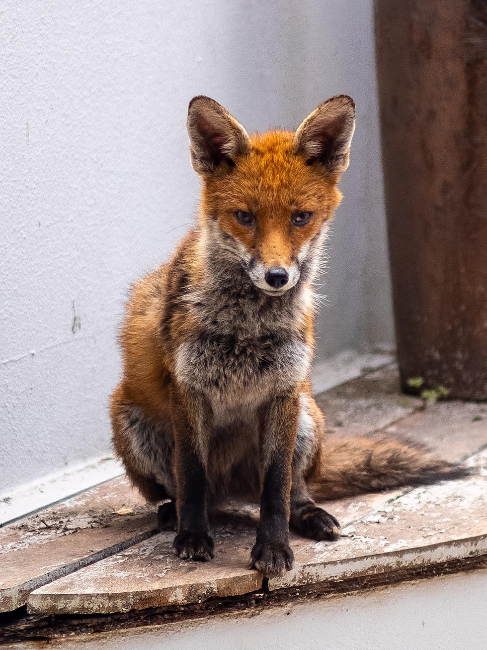 Sly Foxes Live in Cohoes House & Stand Guard