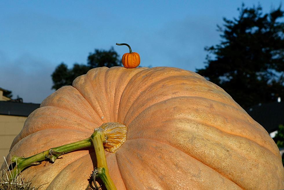 See Some Big A$# Record Breaking Pumpkins At Saratoga Festival
