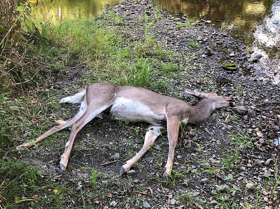 Why Are New York Hunters Finding So Many Dead Deer Near Water Sources?
