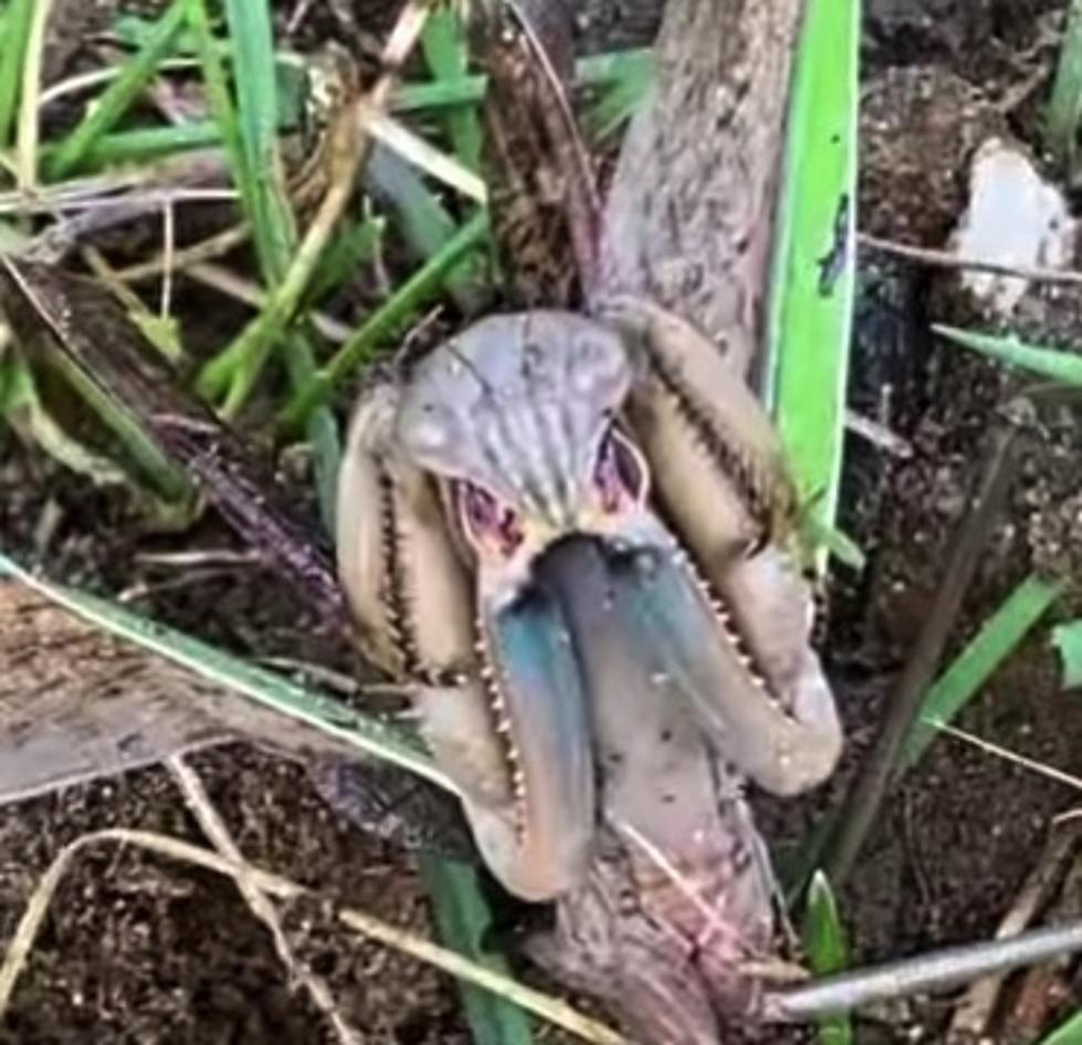 Rotterdam Man Unearths Mantis That Looks Just Like the Alien in ‘Predator’