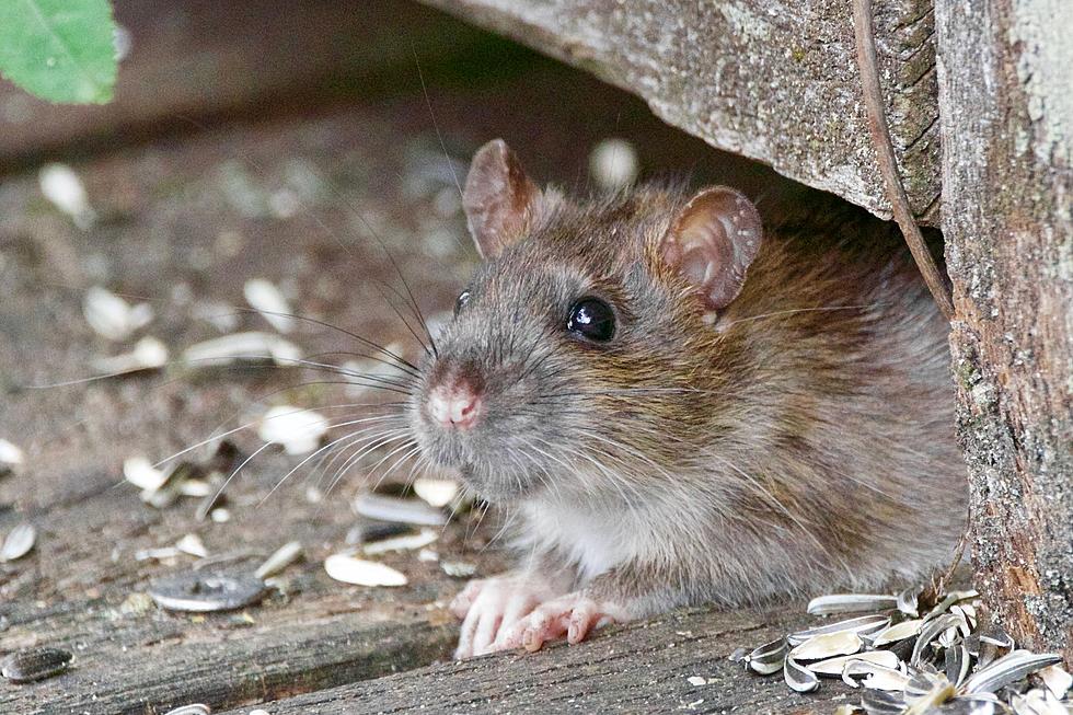 Albany&#8217;s Big Rat Problem Now up 7 Spots as Most Rats in US