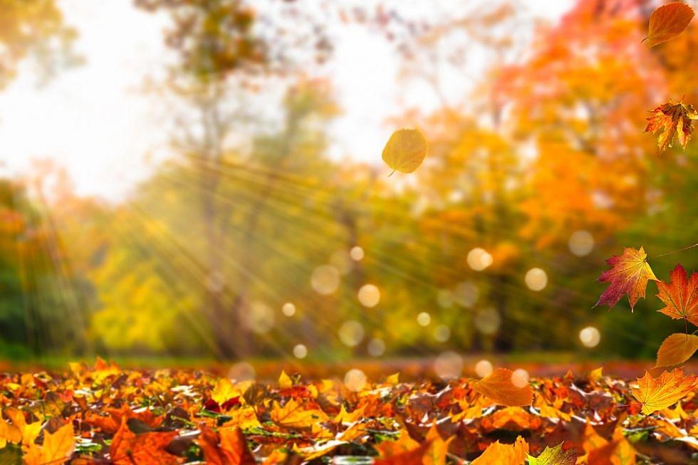 Planning on Raking This Weekend? Why You Should Leave the Leaves 