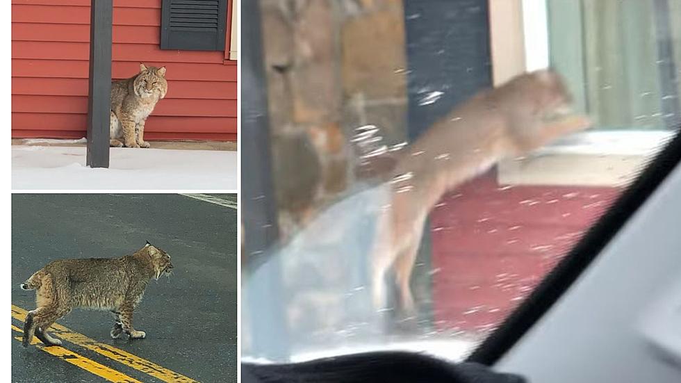 Watch as Big Cat Stalks Food Outside of an Upstate NY Diner!