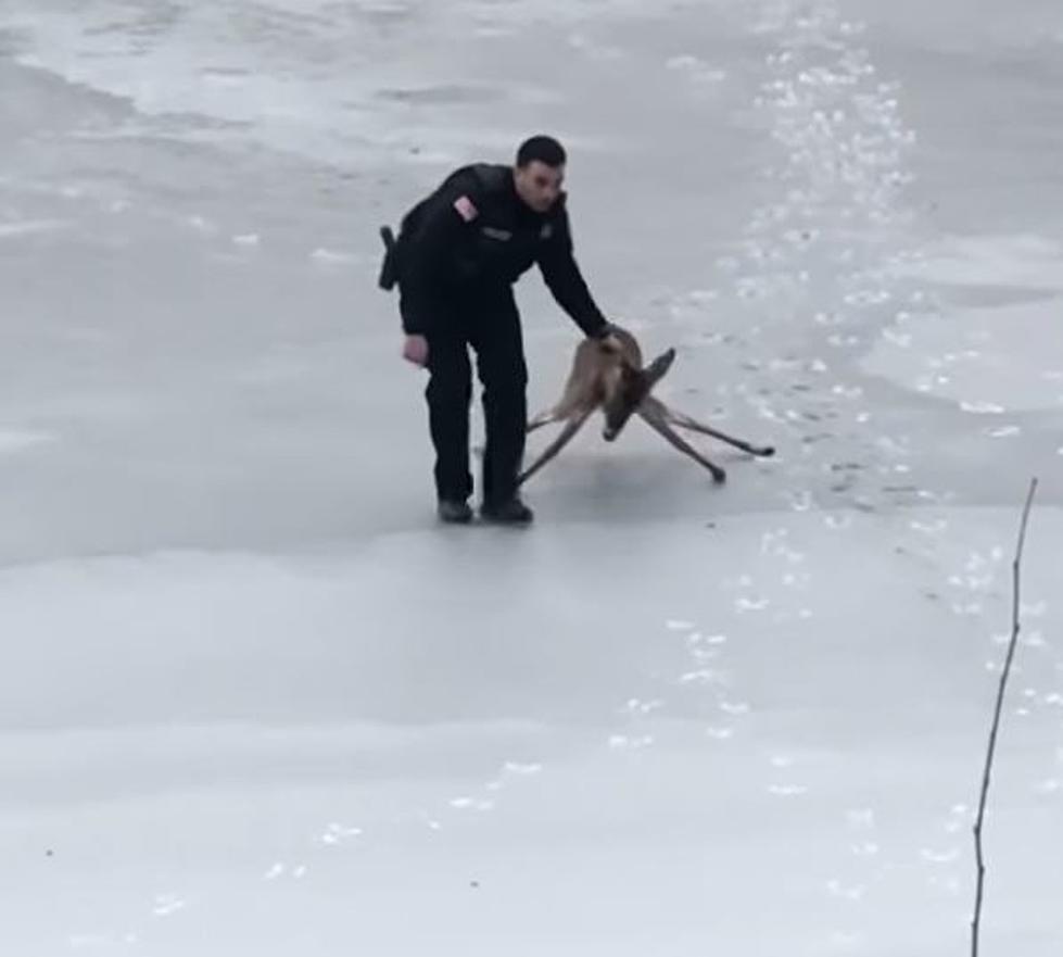 Cohoes Police Officer Makes Daring Deer Rescue on Thin Ice