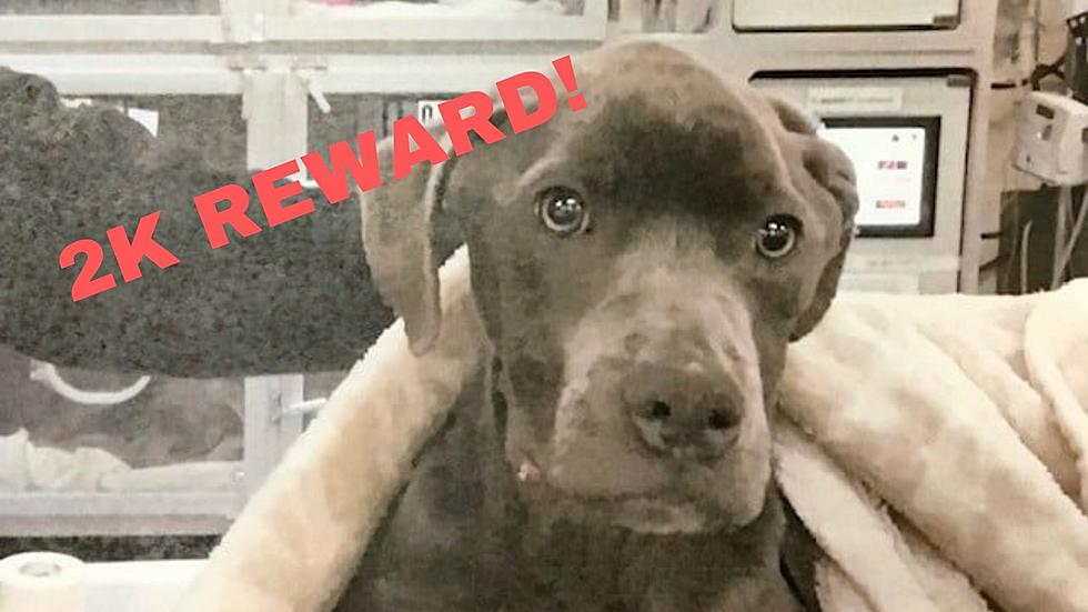 ‘Someone Knows Something!’ Reward Doubles for Info on Slain Schenectady Puppy