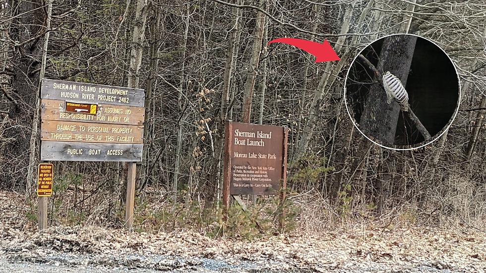 Upstate Woman Makes Bizarre Discovery in a State Park &#8211; What is It?
