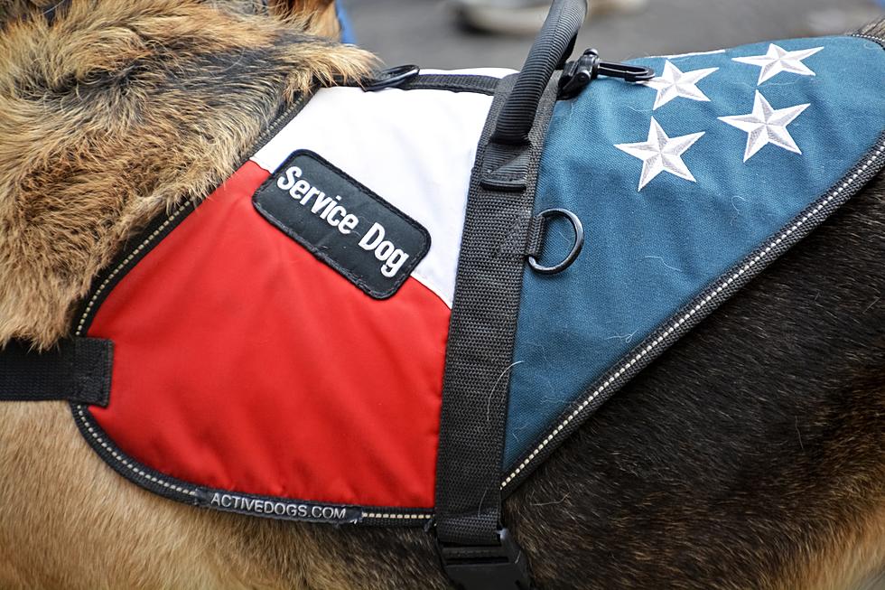 Service Dogs in Training at New York Prison Become Veteran’s Best Friend