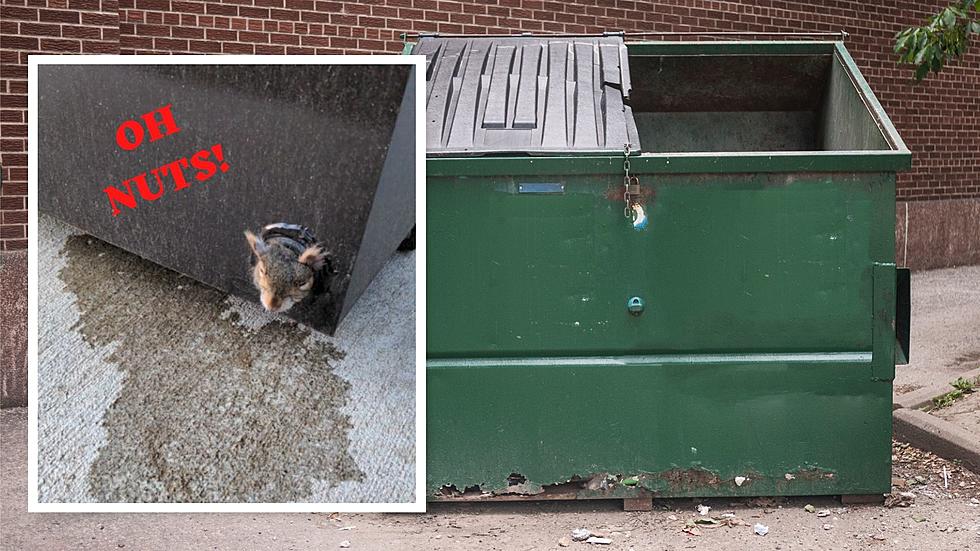 This is Nuts! Squirrel&#8217;s Head Gets Stuck Dumpster Diving in Clifton Park
