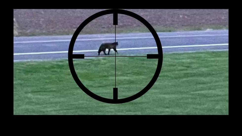 Upstate New Yorkers Can&#8217;t Agree &#8211; What Kind of Big Cat is This?