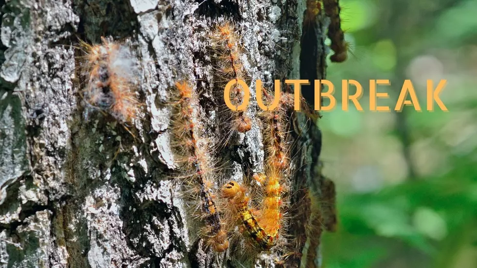 Invasive Caterpillars are Everywhere in Upstate NY – Why You Should Kill Them!