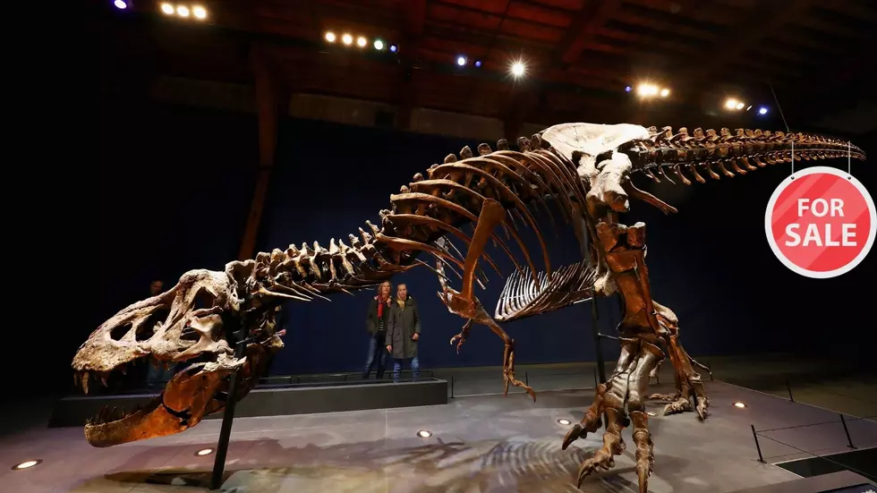 76 Million Year Old T-Rex For Sale in NY! How Much Would You Pay?