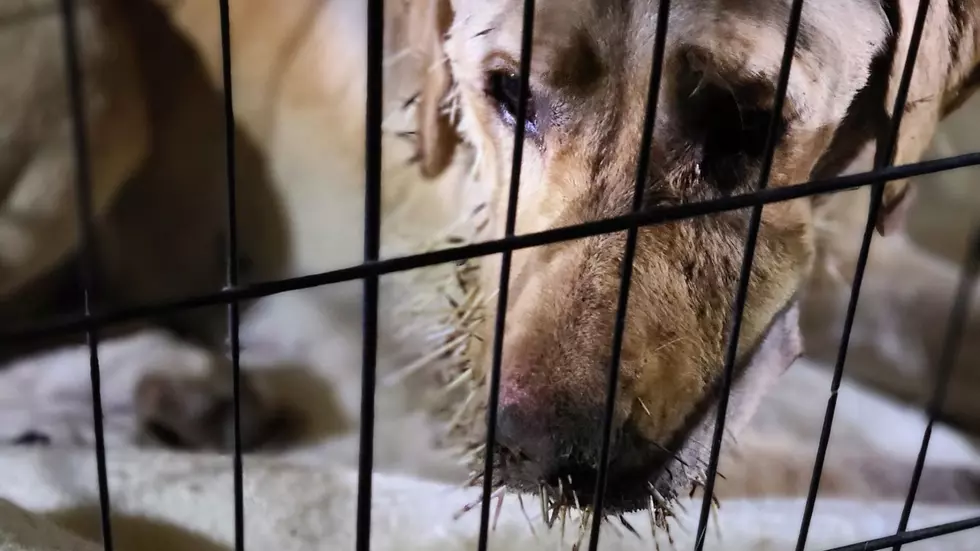 How Awful! Dogs Rescued in Upstate with Quills in their Faces!