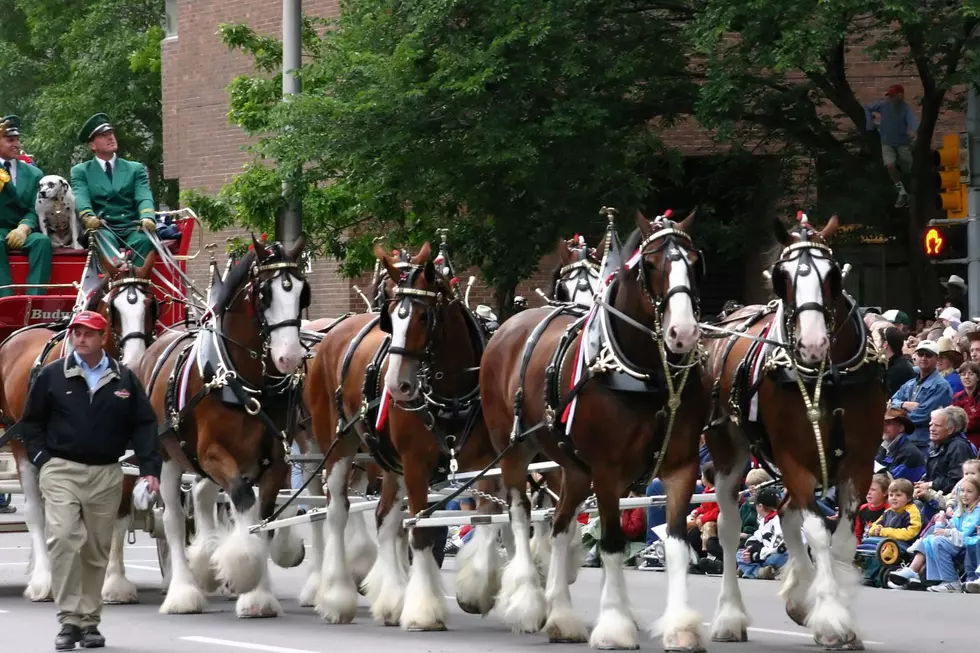 Bud Clydesdales & Wagon To Parade Through Saratoga THIS MORNING