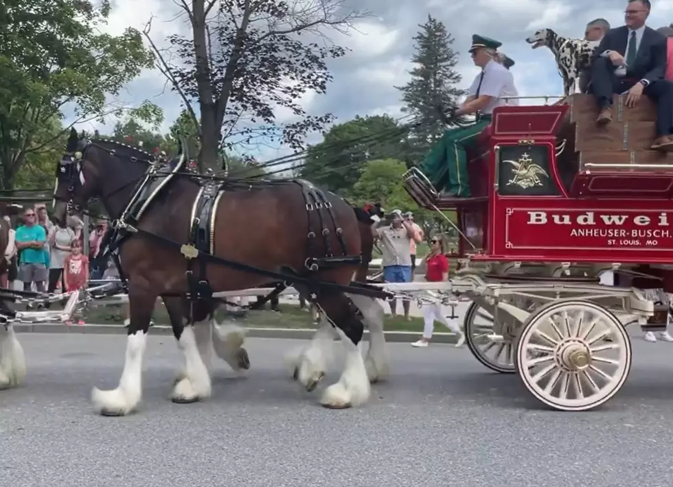 See Photos & Video of the Clydesdales In Downtown Saratoga Springs