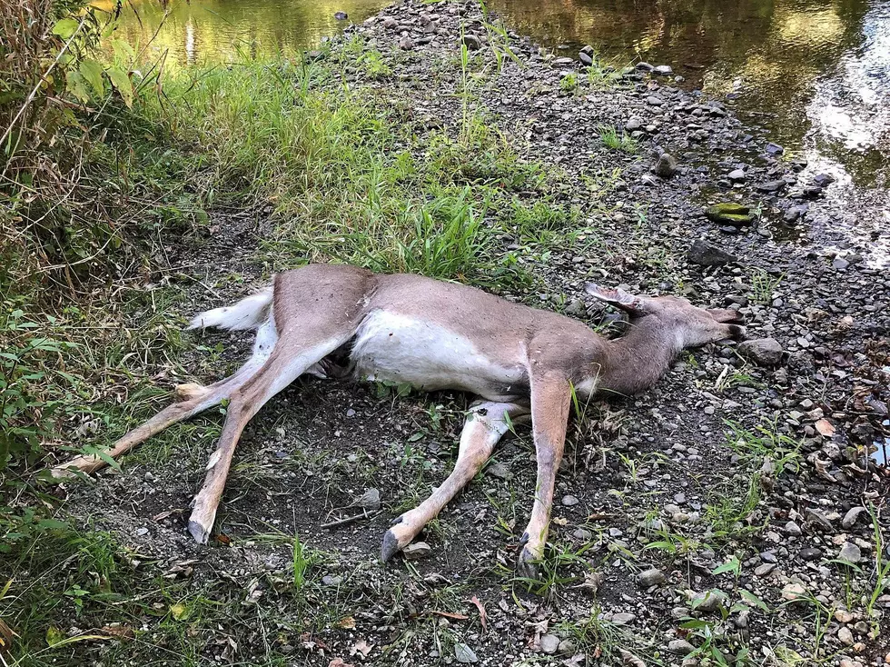 Deadly Virus Takes First Deer in Upstate NY &#8211; How Many to Follow?
