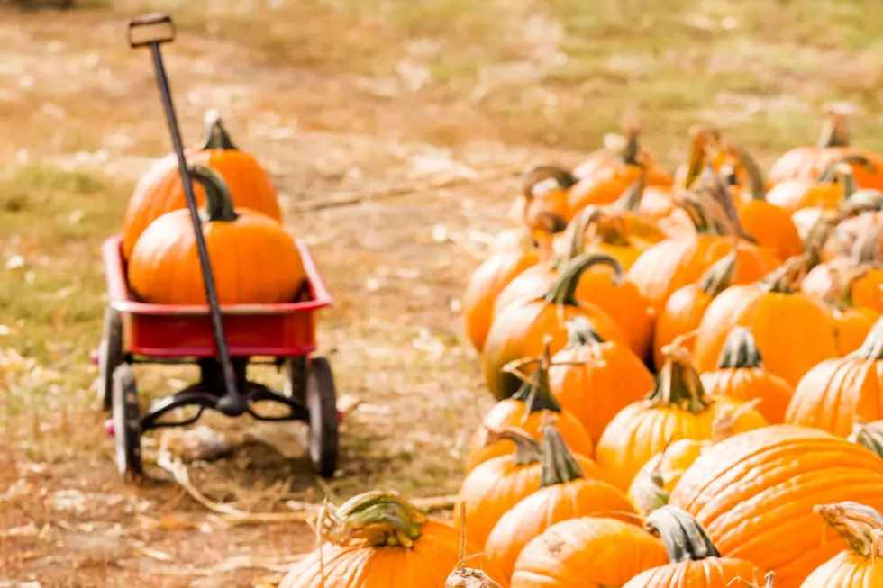 Upstate New York Pumpkin Patch Voted 5th Best In Nation