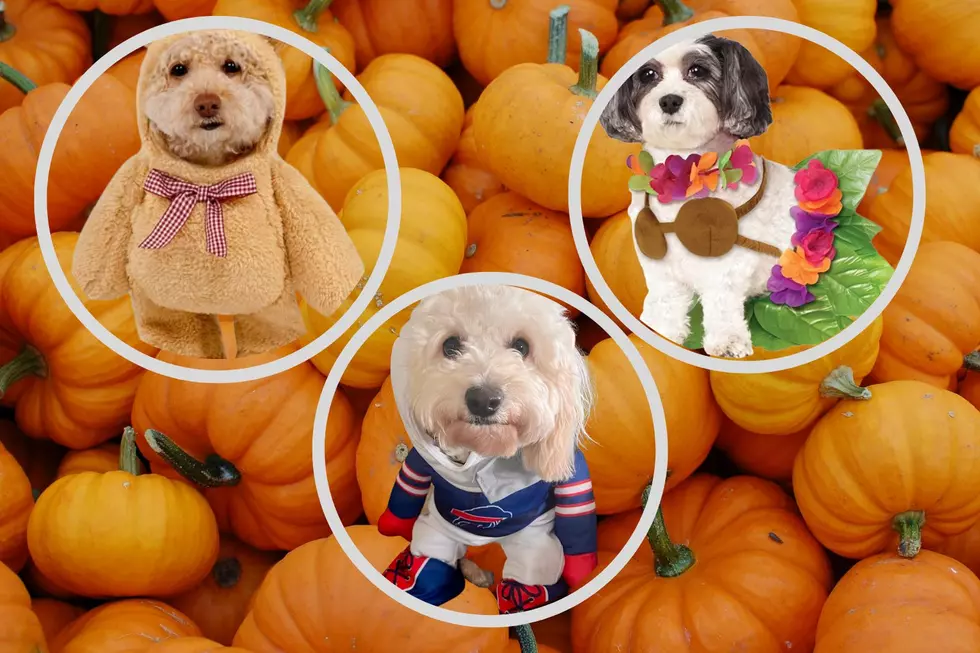 Wanna See BOOtiful? Upstate NY Pets Dressed for Halloween!