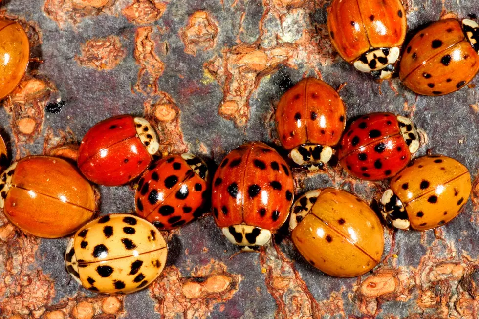 Those Aren&#8217;t Ladybugs Swarming Your Upstate NY Home! Should You Kill Them?