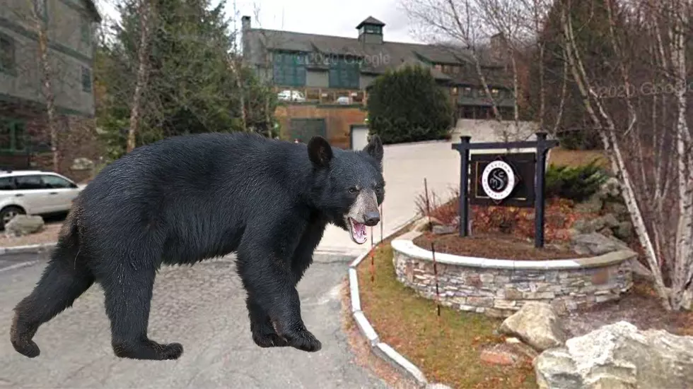 Black Bear Tries to Maul Woman Walking Dog near Popular VT Ski Resort!
