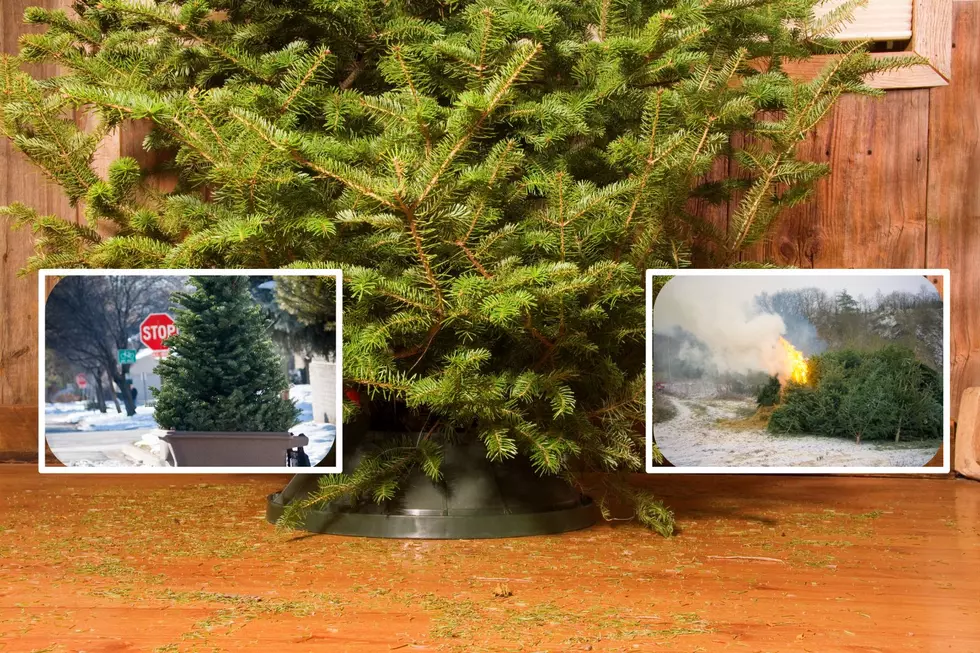 Here Are Some Ways to Recycle Your Xmas Tree in NY