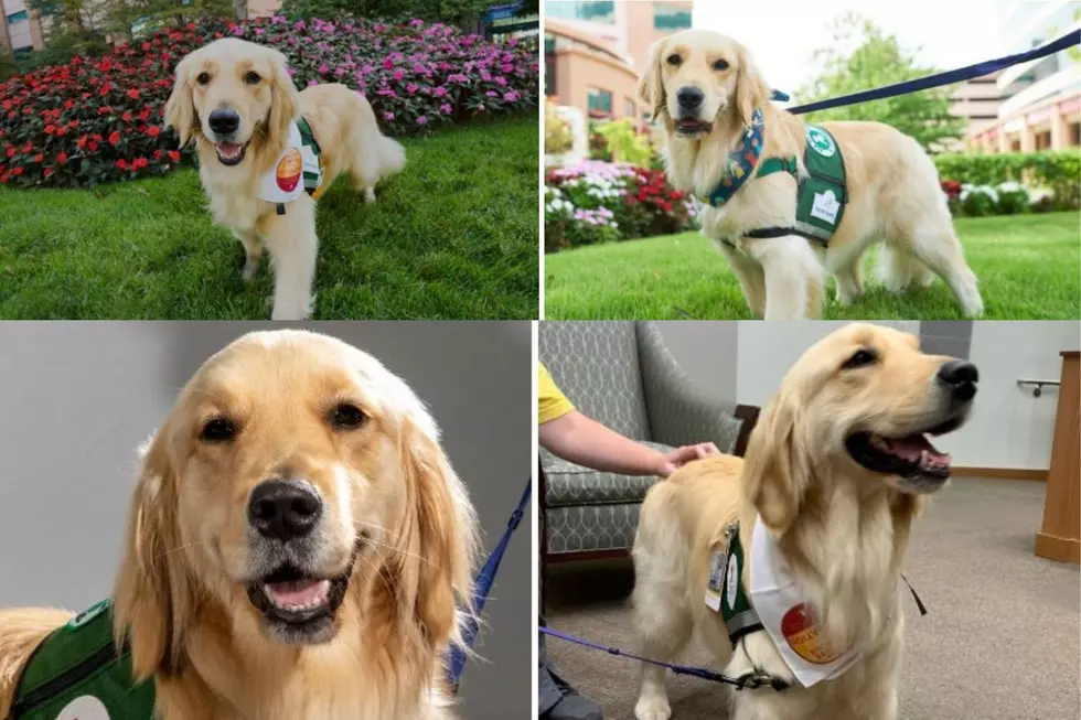 Meet 'Chocolate Chip' 'Snuggle'&'Rosalie'-St. Jude's Therapy Dogs