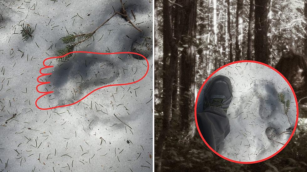 Is Bigfoot Real? Upstate Man Shares Story, Pics of Alleged Encounter
