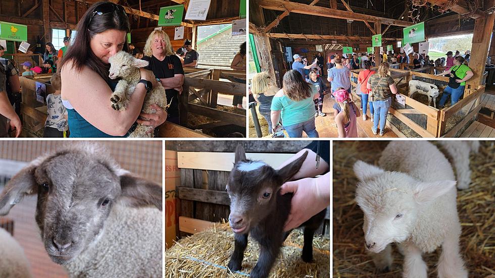 Adorable Pics from Baby Animal Days at Indian Ladder Farms