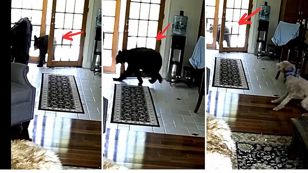 Brave Dog Chases Curious Bear Out of Upstate Home! [Vid]