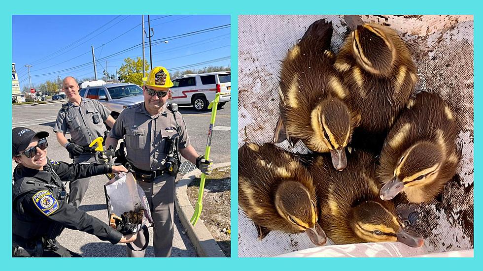 Quack Pack! Police in Upstate NY Rescue 5 Lucky Ducklings
