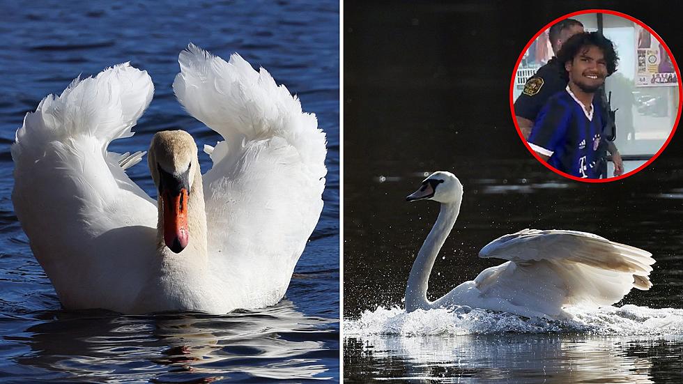 Beautiful Swan was Taken from Upstate Pond and Eaten, Police Say
