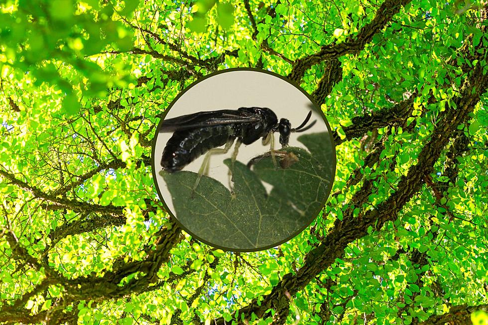 This Exotic Insect Pest Invading New York Trees! Have You Seen It?