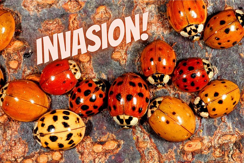 Those Aren&#8217;t Ladybugs Invading Your Upstate NY Home! Should You Kill Them?