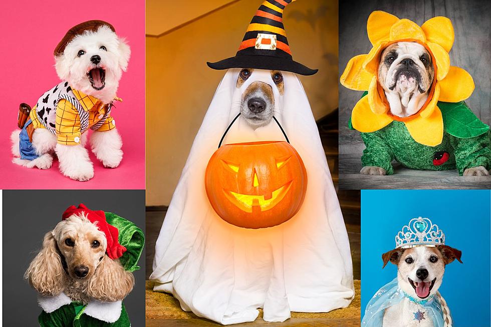 BOO Wow Wow! Capital Region Pets in Adorable Halloween Costumes!