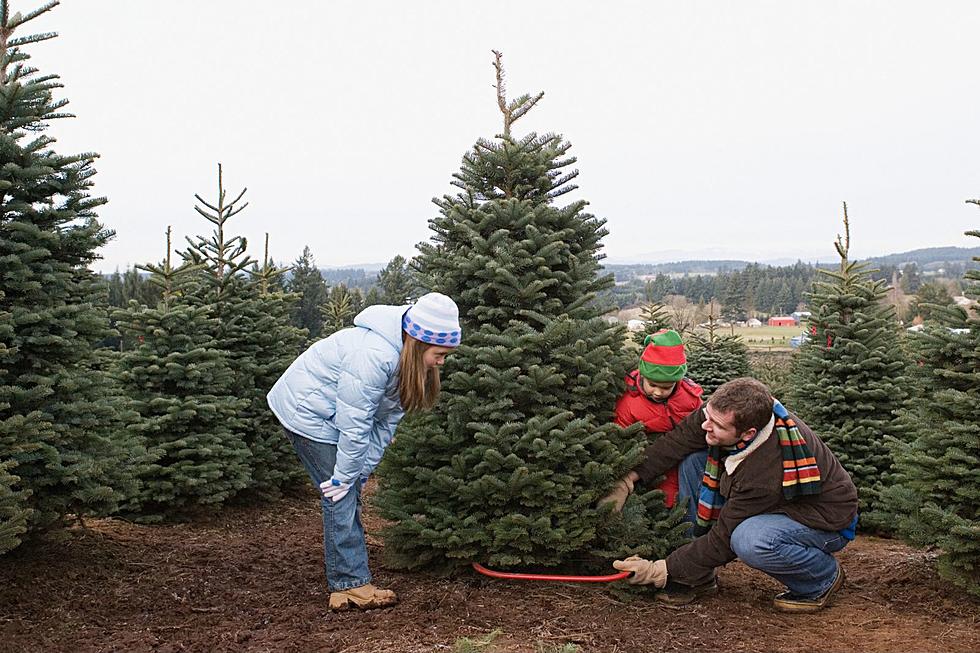 Tips For Keeping Your Real NY Christmas Tree Fresh Through Season