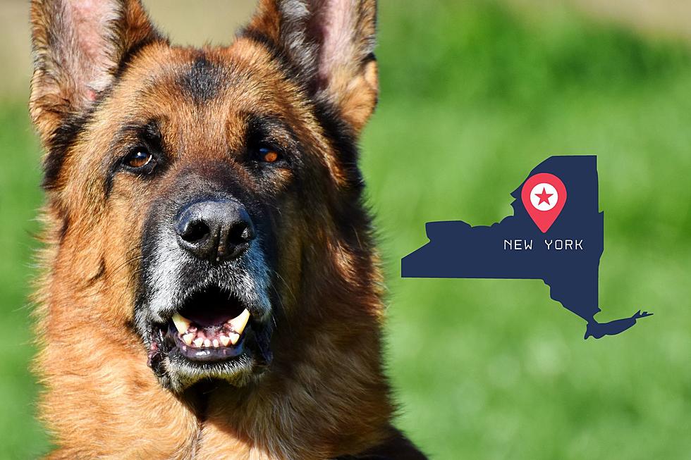 See The 5 Most Popular Dog Names In New York!