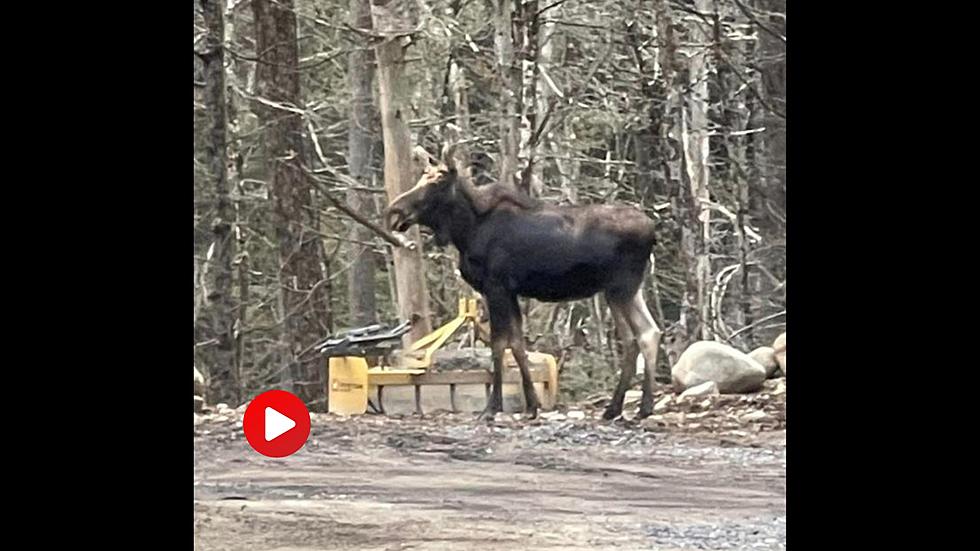 Vid Shows Rare, Recent Moose Sighting in the ADKS &#8211; Have You Ever Seen One?