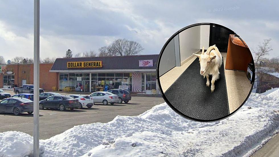 Strolling Goat Finds Way Inside Dollar General Store in Upstate New York