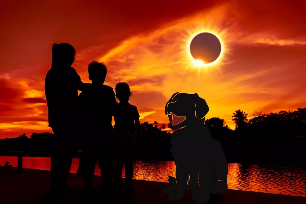 New York Dogs & The Solar Eclipse: How Can You Protect Them?
