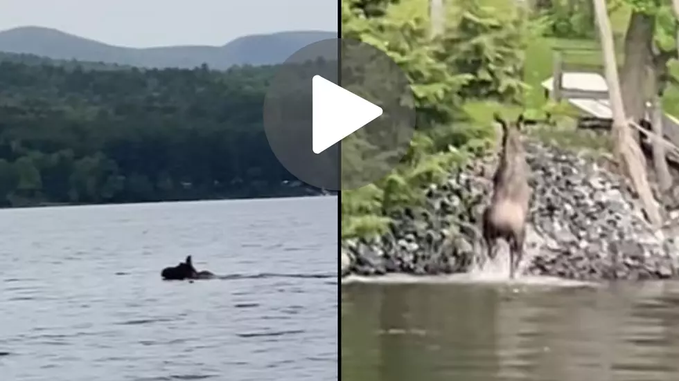 Stunned Man Watches Moose Go For Swim in Upstate New York