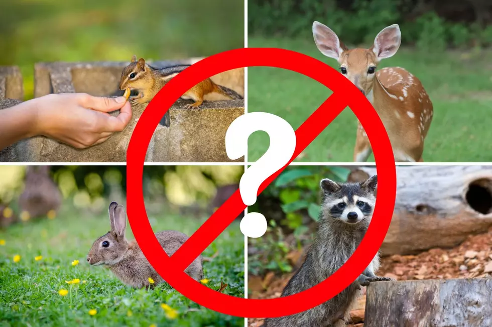 Is It Illegal To Feed & Care For Wildlife In New York State?