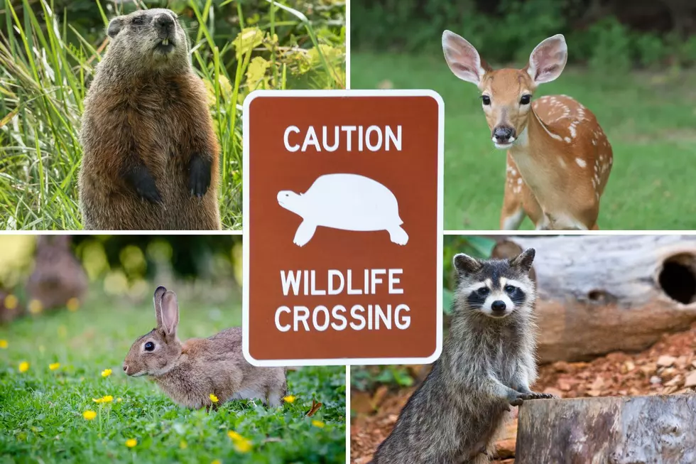 Here's How New York State Will Help Wildlife and Drivers
