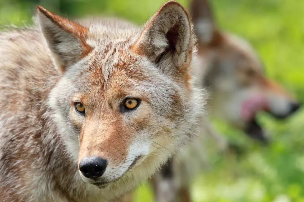 How to Protect Your Pets from Coyotes During Summer in Upstate New York