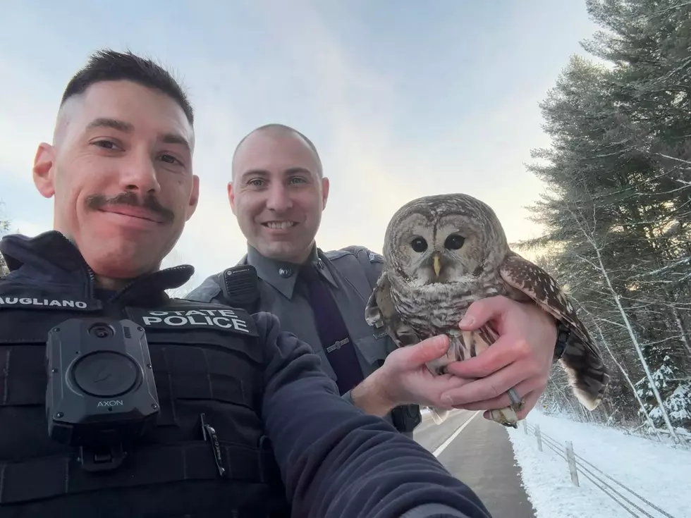 “Who, Who?” NYSP Troopers Save Owl Standing in an Upstate NY Highway