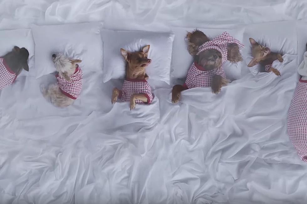 Kanye West’s “Famous” Video Recreated With Dogs